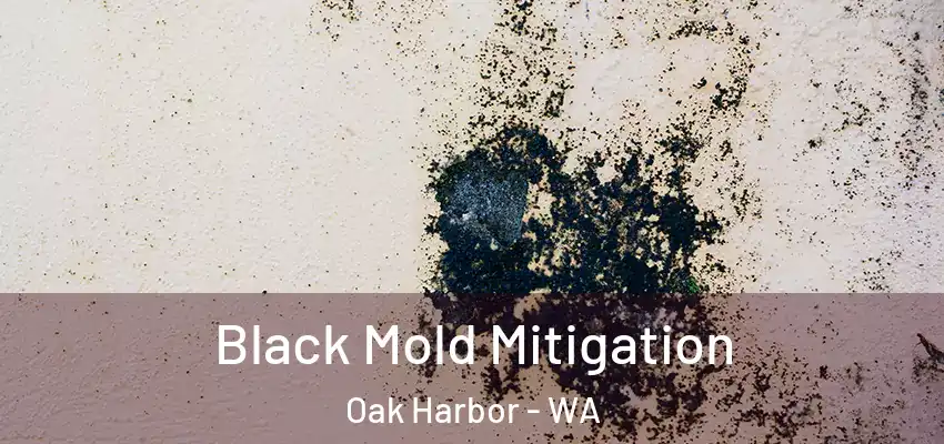  Black Mold Mitigation Oak Harbor - WA