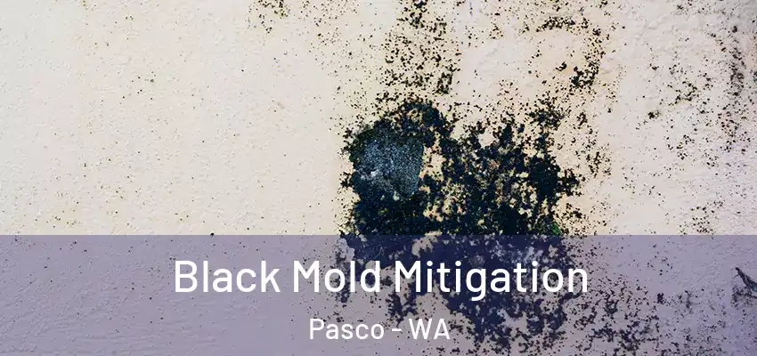  Black Mold Mitigation Pasco - WA