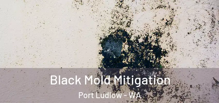  Black Mold Mitigation Port Ludlow - WA