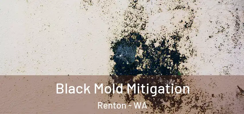  Black Mold Mitigation Renton - WA