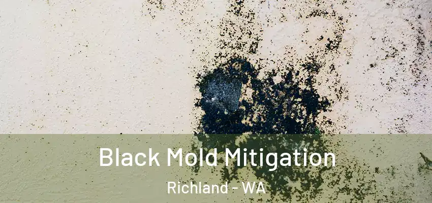  Black Mold Mitigation Richland - WA