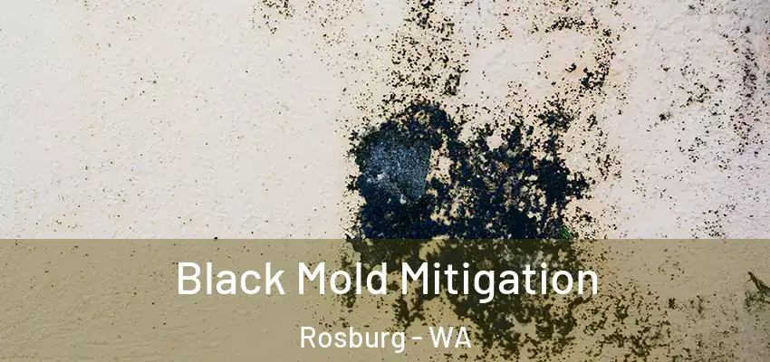 Black Mold Mitigation Rosburg - WA