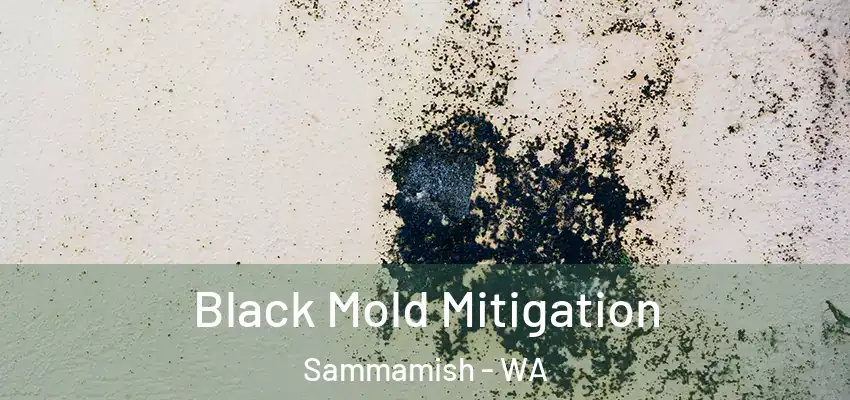 Black Mold Mitigation Sammamish - WA