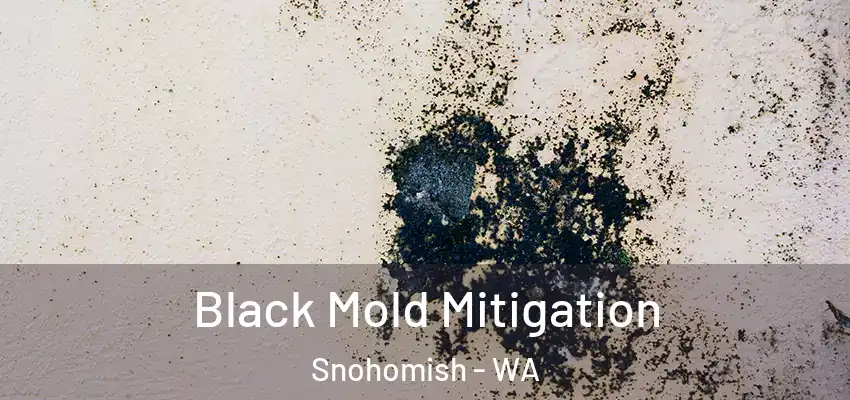  Black Mold Mitigation Snohomish - WA