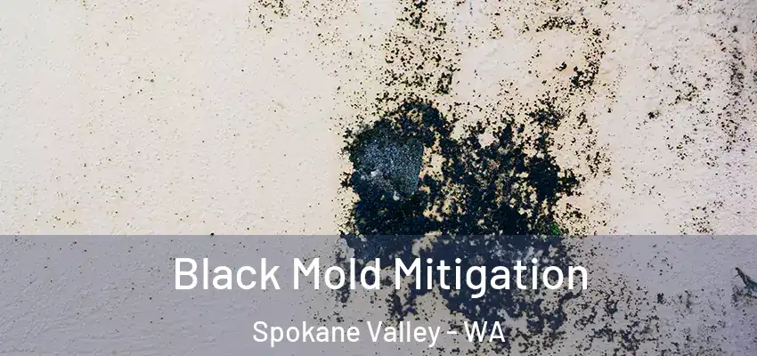 Black Mold Mitigation Spokane Valley - WA