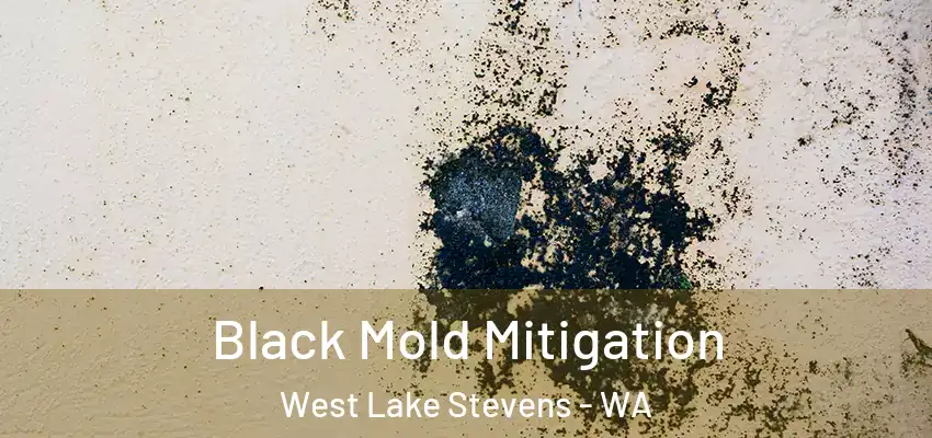  Black Mold Mitigation West Lake Stevens - WA