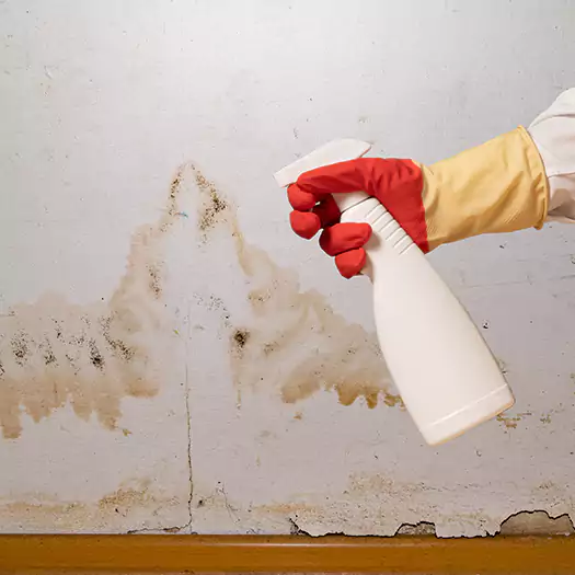Trusted Black Mold Mitigation Specialists in Bellevue, WA