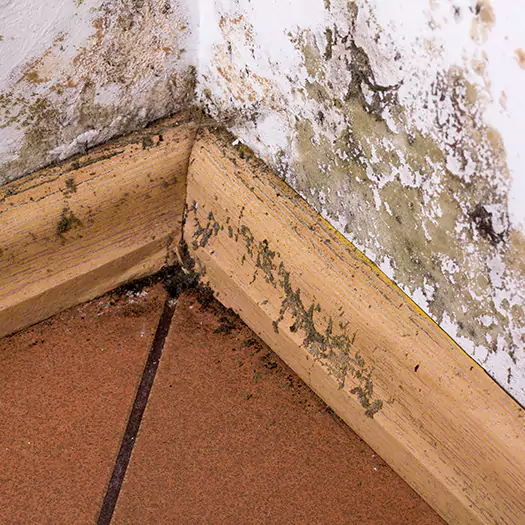 Trusted Cleaning Mold Off Wood Specialists in Bellevue, WA