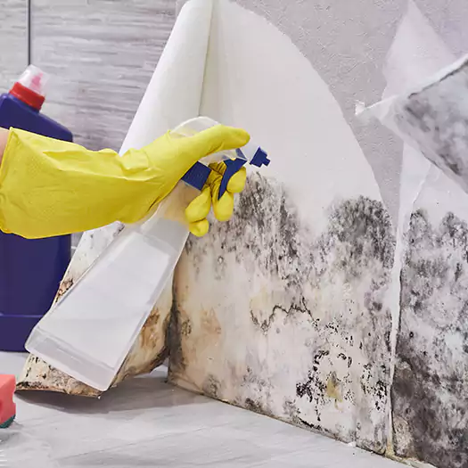 Reliable Mold Abatement Specialists in Bellevue, WA