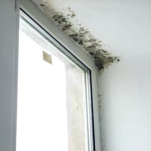 Experienced Mold Mitigation Specialists in Bellevue, WA