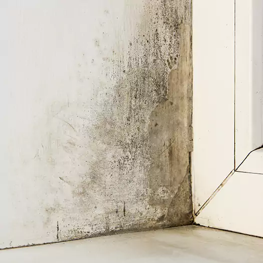 Skilled Mold on Drywall Experts in Bellevue, WA