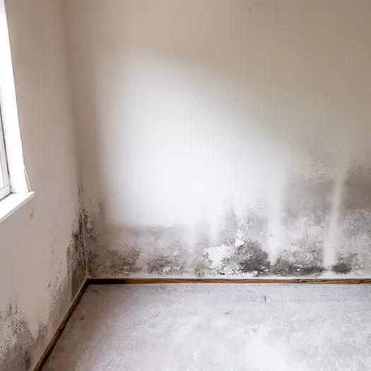 Trusted Mold on the Wall Experts in Bellevue, WA