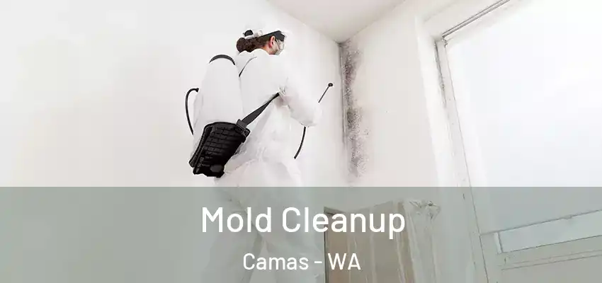  Mold Cleanup Camas - WA