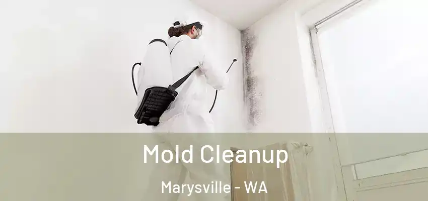  Mold Cleanup Marysville - WA