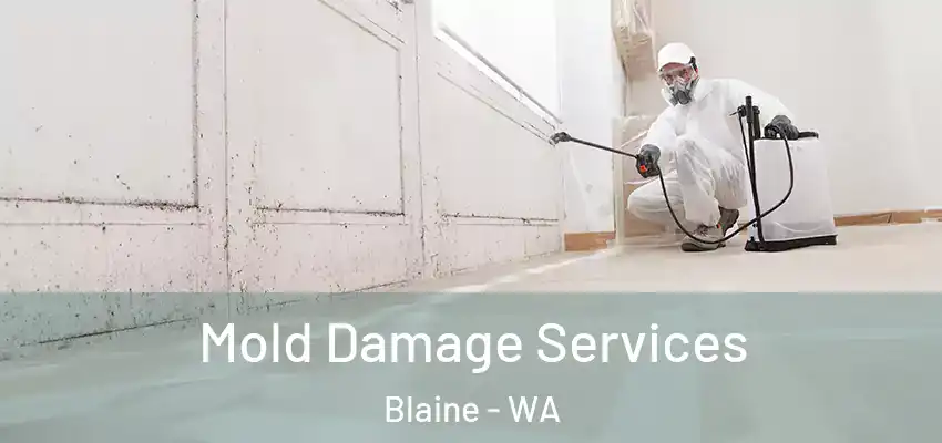  Mold Damage Services Blaine - WA
