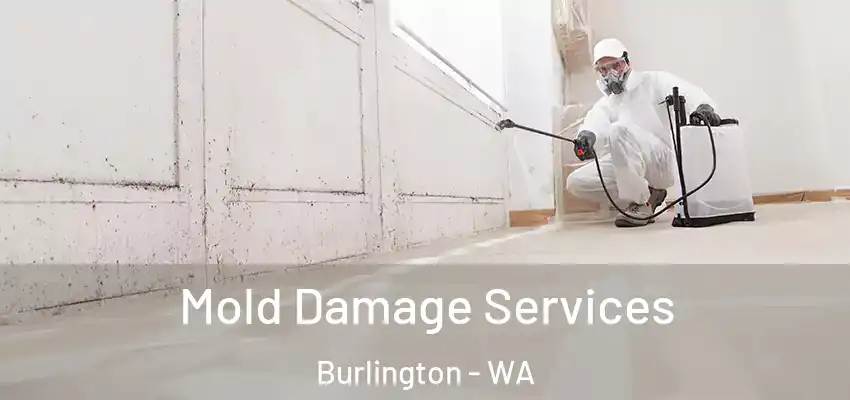  Mold Damage Services Burlington - WA