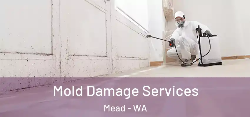  Mold Damage Services Mead - WA