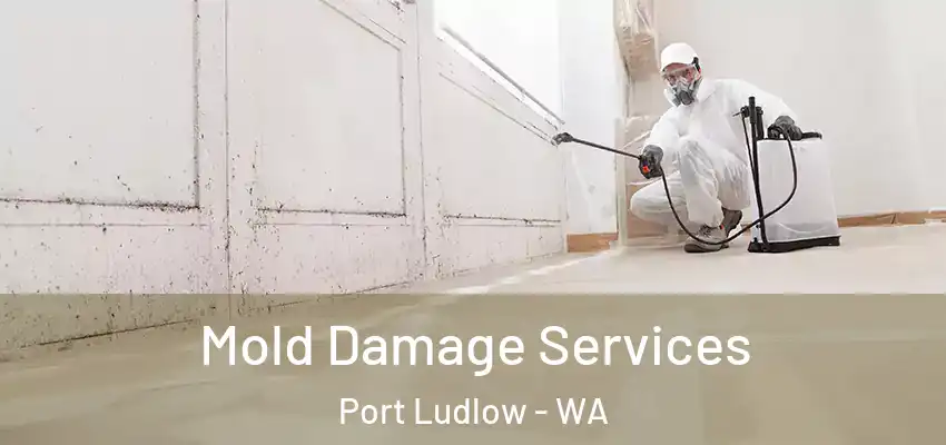 Mold Damage Services Port Ludlow - WA