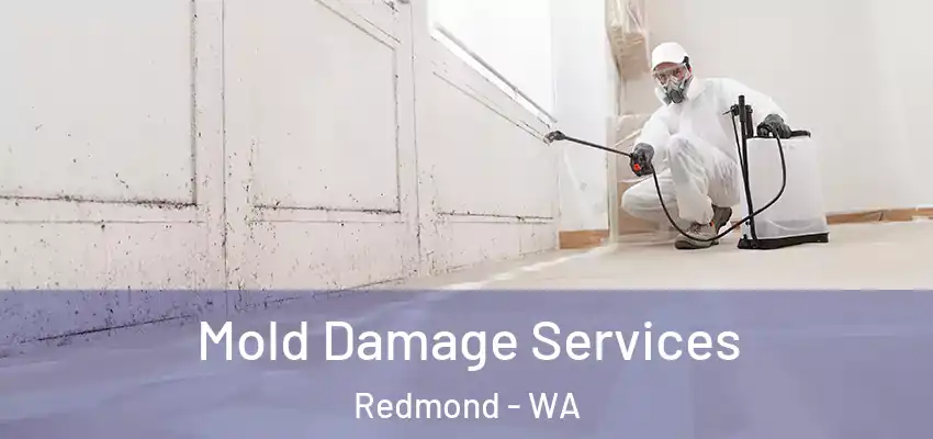  Mold Damage Services Redmond - WA