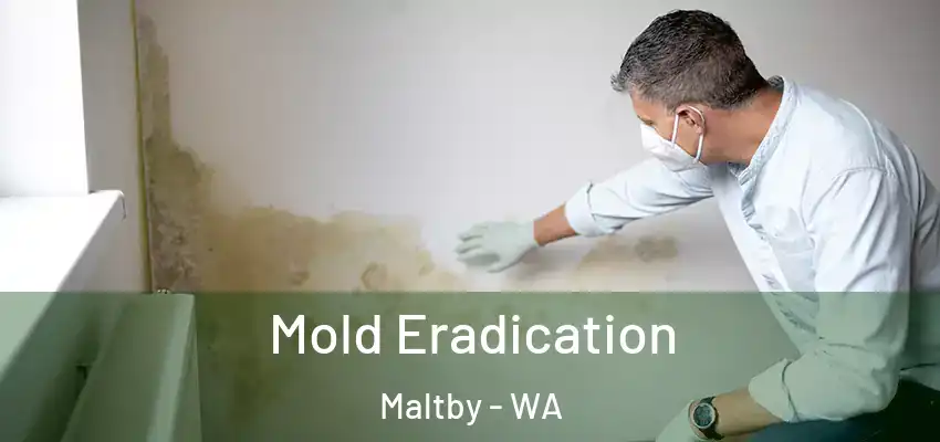  Mold Eradication Maltby - WA