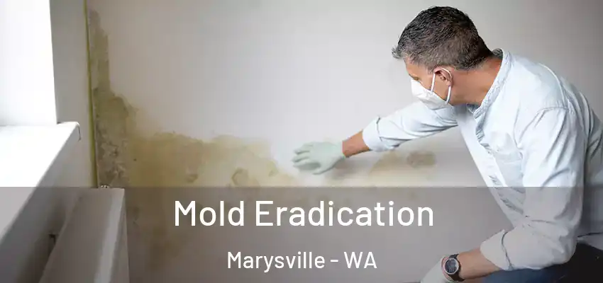  Mold Eradication Marysville - WA