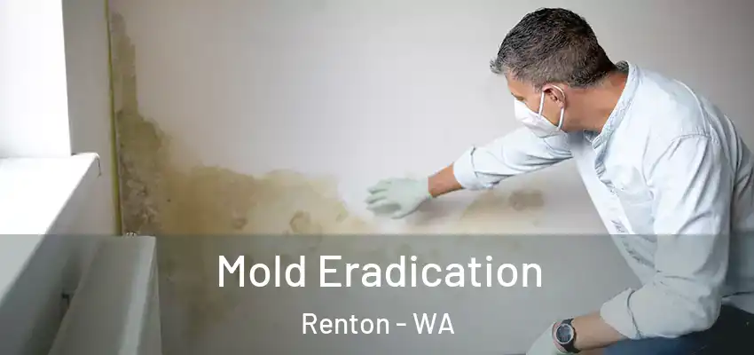  Mold Eradication Renton - WA
