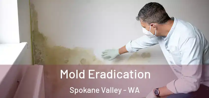  Mold Eradication Spokane Valley - WA