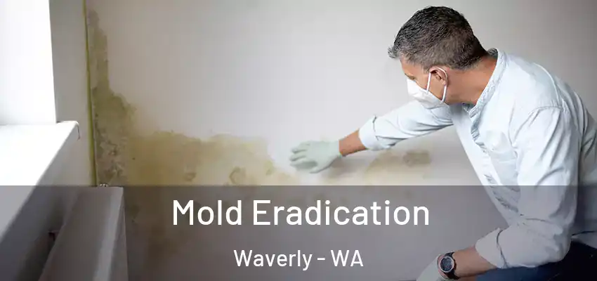  Mold Eradication Waverly - WA