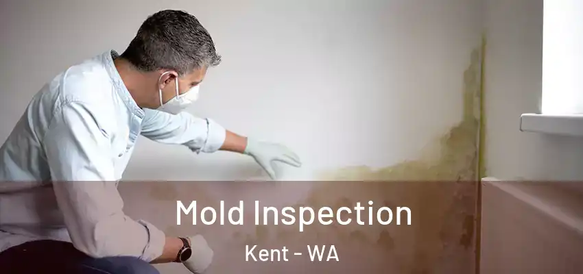  Mold Inspection Kent - WA