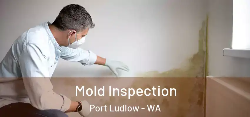  Mold Inspection Port Ludlow - WA
