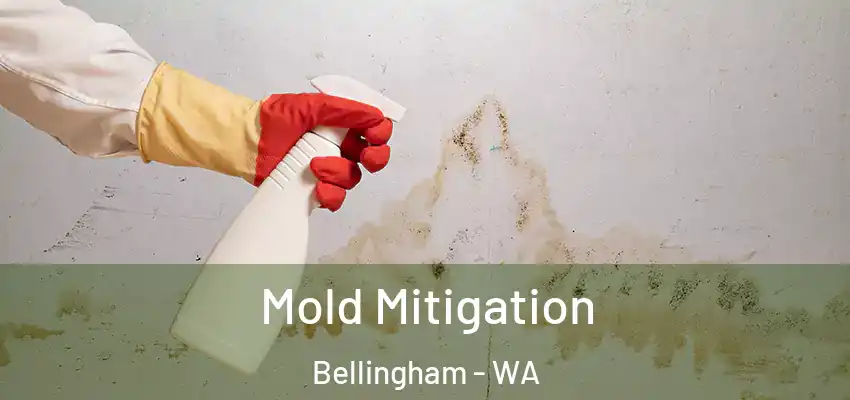  Mold Mitigation Bellingham - WA