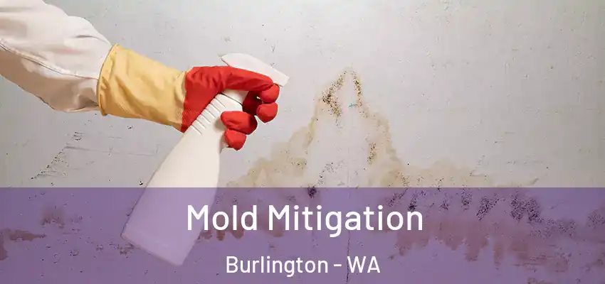  Mold Mitigation Burlington - WA