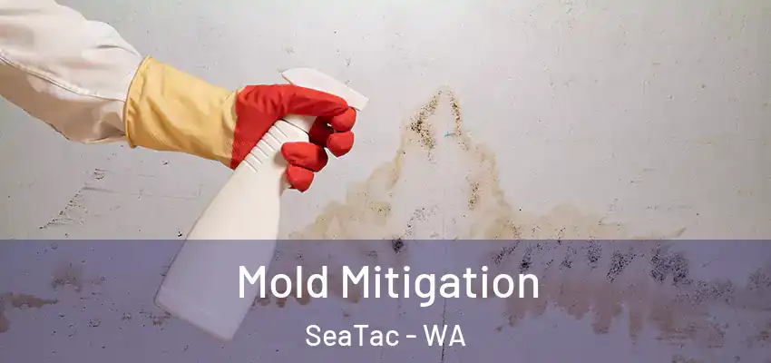  Mold Mitigation SeaTac - WA