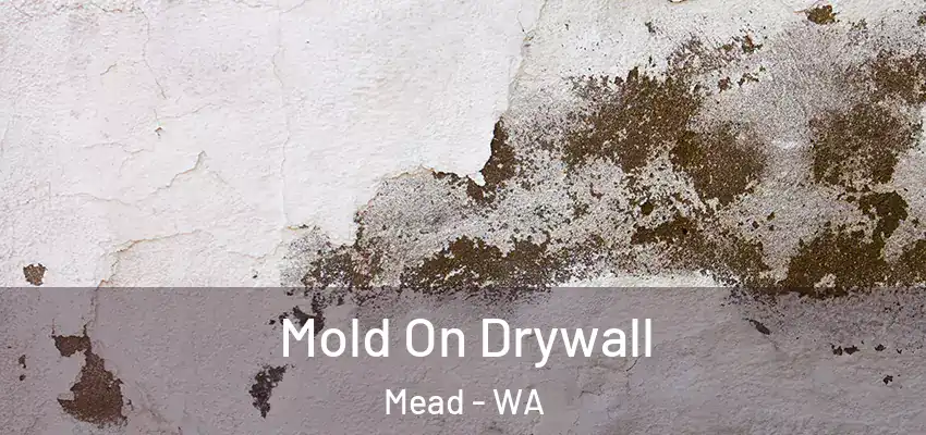  Mold On Drywall Mead - WA
