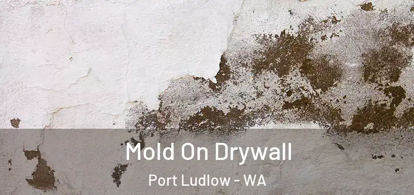  Mold On Drywall Port Ludlow - WA