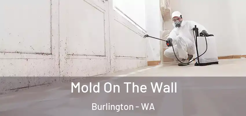  Mold On The Wall Burlington - WA