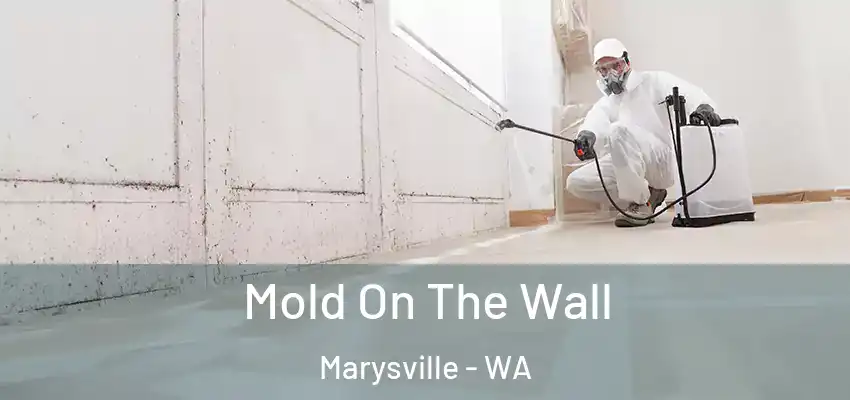  Mold On The Wall Marysville - WA