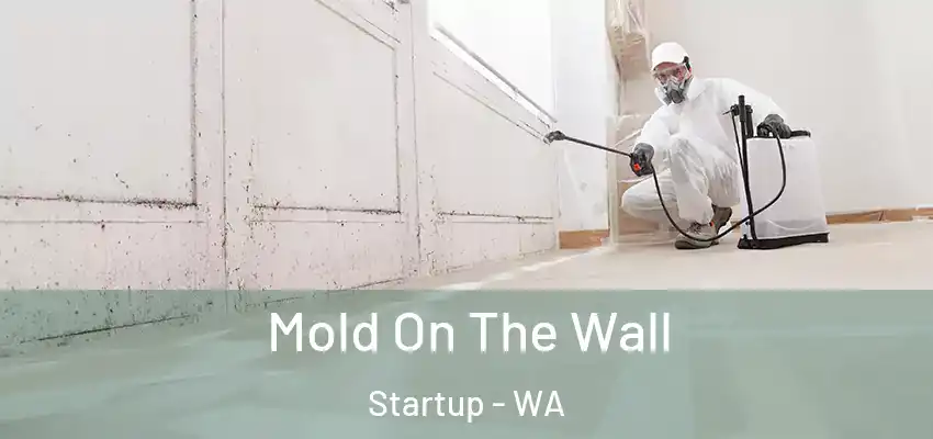  Mold On The Wall Startup - WA