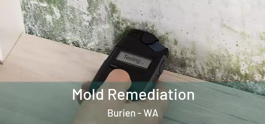  Mold Remediation Burien - WA
