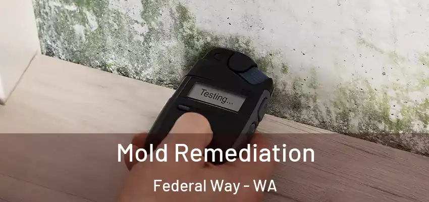  Mold Remediation Federal Way - WA