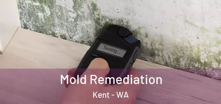  Mold Remediation Kent - WA