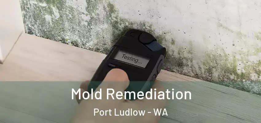 Mold Remediation Port Ludlow - WA