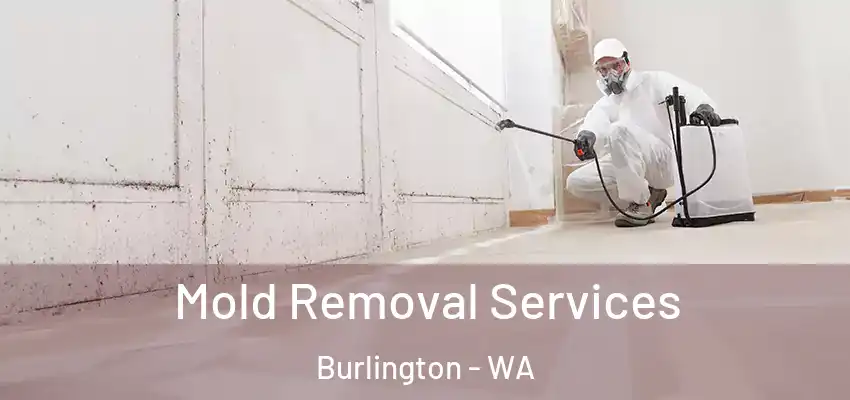 Mold Removal Services Burlington - WA