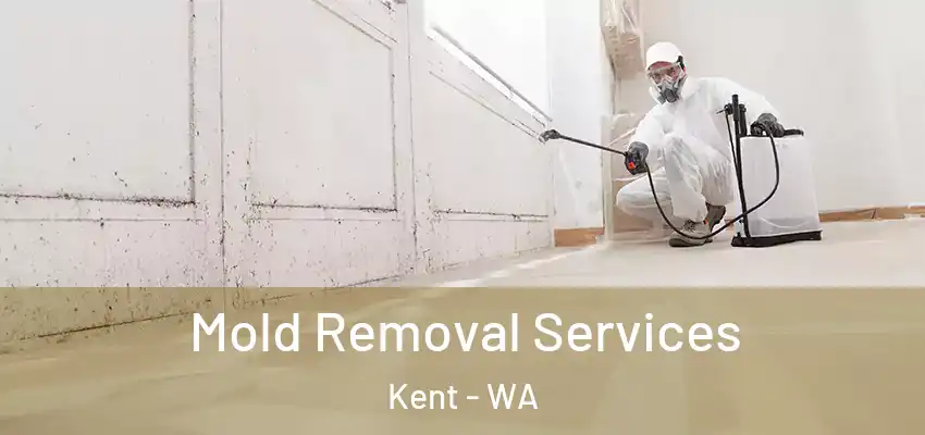  Mold Removal Services Kent - WA