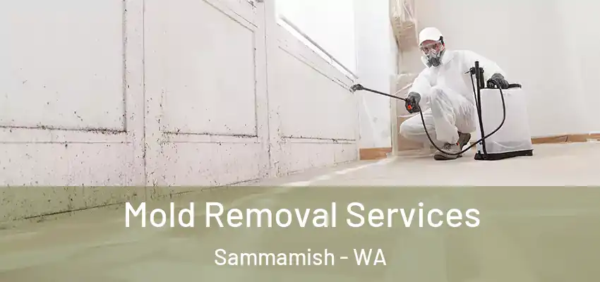  Mold Removal Services Sammamish - WA