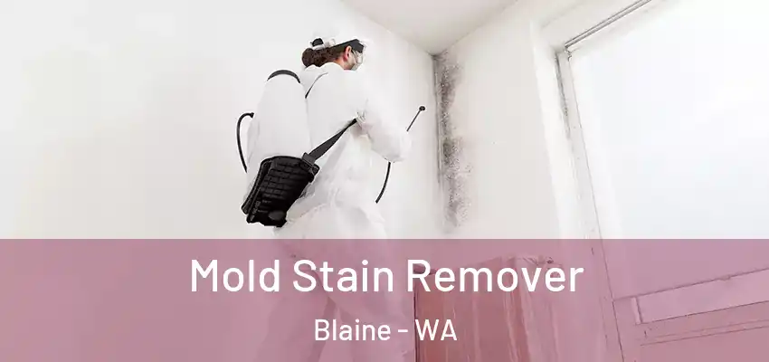  Mold Stain Remover Blaine - WA