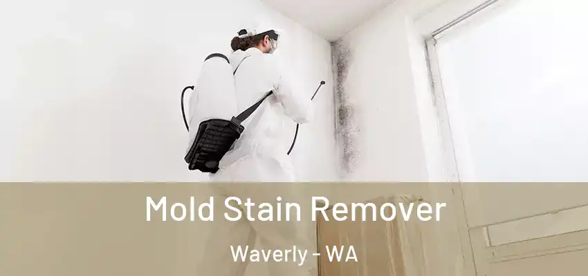  Mold Stain Remover Waverly - WA